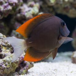 Alternative view of Flame Fin (Tomini) Tang