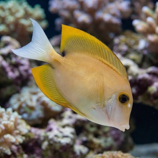Flame Fin (Tomini) Tang - Image 3