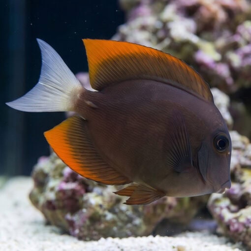 Flame Fin (Tomini) Tang - Image 4