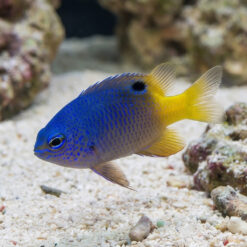 Alternative view of Tracey's Damsel