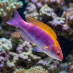 Tricolor Fairy Wrasse
