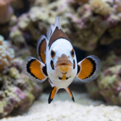 Alternative view of Tricolor Storm Ocellaris Clownfish: Captive Bred