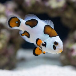 Tricolor Storm Ocellaris Clownfish: Captive Bred