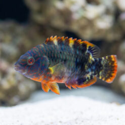 Alternative view of Tripletail Maori Wrasse