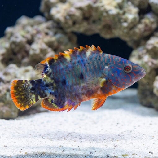 Tripletail Maori Wrasse - Image 3
