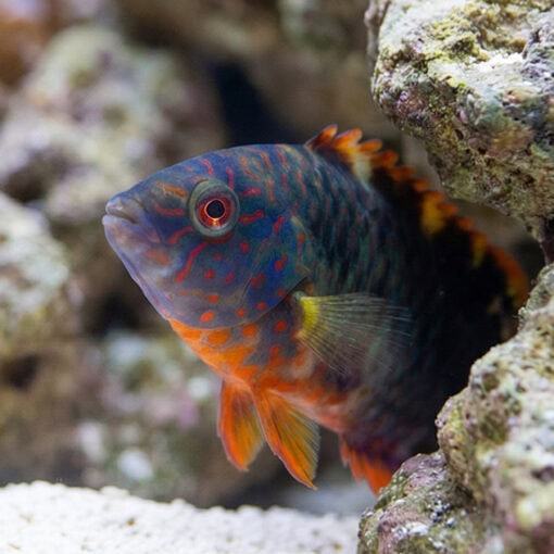 Tripletail Maori Wrasse - Image 4