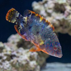 Tripletail Maori Wrasse