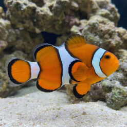 True Percula Clownfish