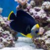 True Personifer Angelfish swimming among coral reef displaying striking black body yellow face and blue spotted cheeks