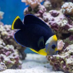 True Personifer Angelfish swimming among coral reef displaying striking black body yellow face and blue spotted cheeks