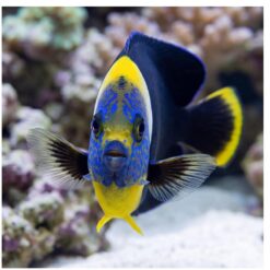 True Personifer Angelfish facing camera directly, showing vivid blue face markings, yellow body, black dorsal fin, near coral reef