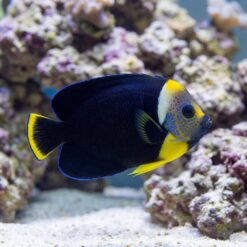 True Personifer Angelfish swimming near coral rock, showcasing vivid black body, yellow accents, and blue-spotted face in aquarium