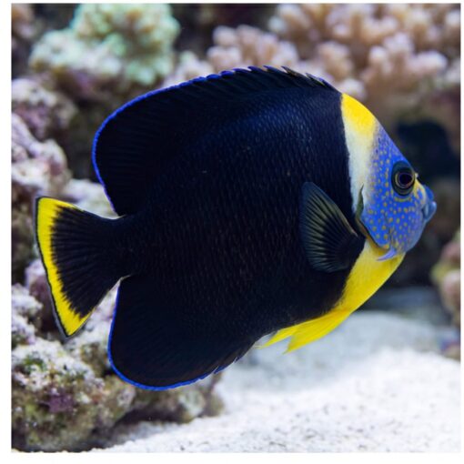 True Personifer Angelfish (Chaetodontoplus personifer) adult displaying bold black body yellow accents blue spotted face near coral reef sand