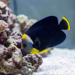 True Personifer Angelfish (Chaetodontoplus personifer) swimming near coral reef showing vivid yellow face blue spots and dark navy body