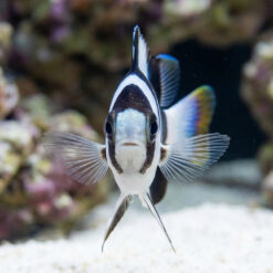 Alternative view of 3 Band Tuxedo Damsel