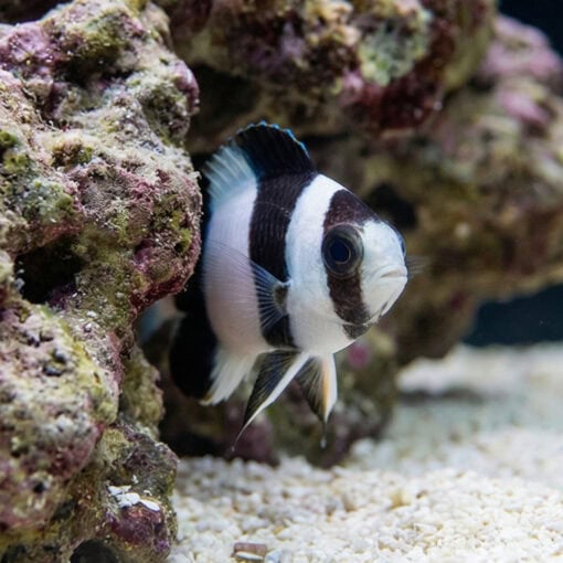 3 Band Tuxedo Damsel - Image 4