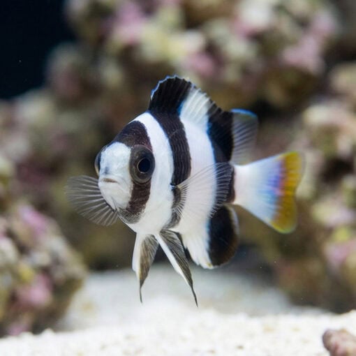 3 Band Tuxedo Damsel - Image 5