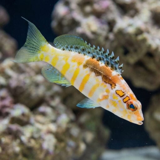 Twin Spot Basslet