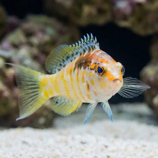 Twin Spot Basslet - Image 3