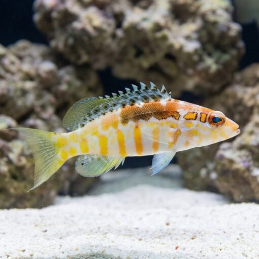 Twin Spot Basslet - Image 4