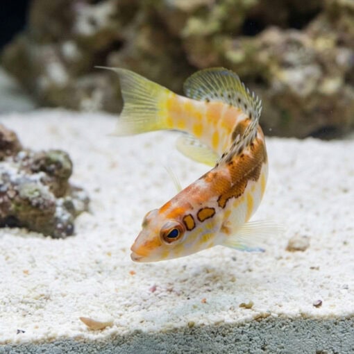 Twin Spot Basslet - Image 5
