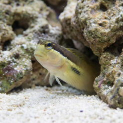 Alternative view of Two Spot Blenny