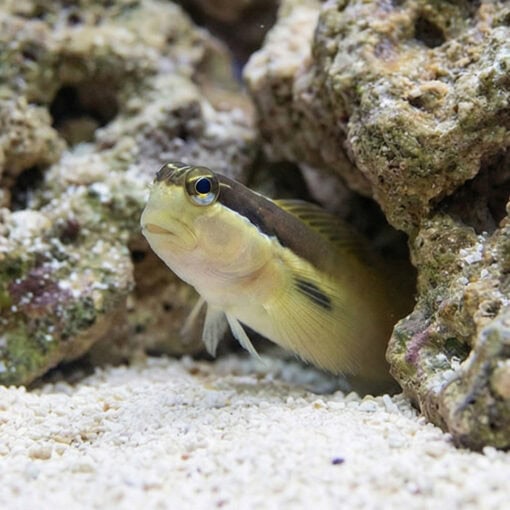 Two Spot Blenny - Image 2