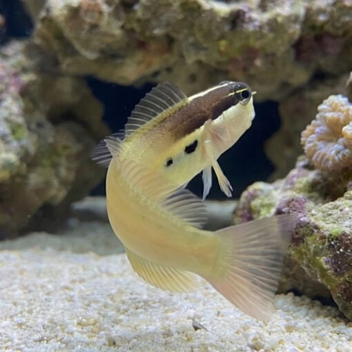 Two Spot Blenny - Image 3