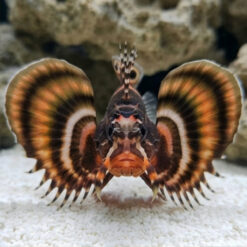 Alternative view of Fu Manchu Lionfish