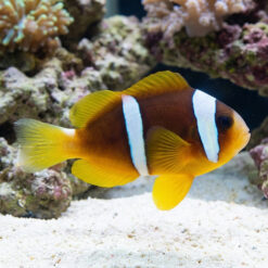 Two Banded Clownfish