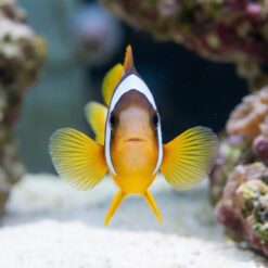 Alternative view of Two Banded Clownfish