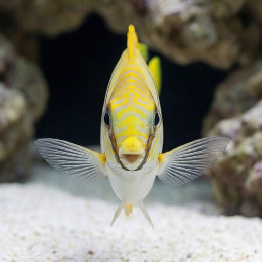 Scribbled Rabbitfish - Image 2