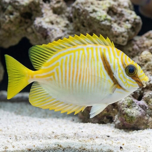 Scribbled Rabbitfish - Image 3