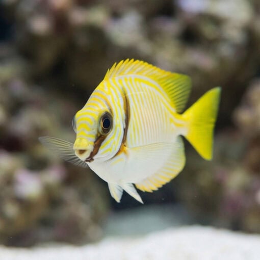 Scribbled Rabbitfish - Image 4