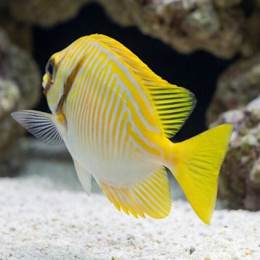 Scribbled Rabbitfish - Image 5