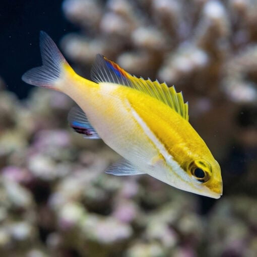 Two-Lined Monocle Bream