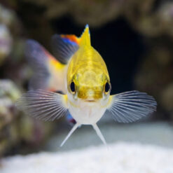 Alternative view of Two-Lined Monocle Bream