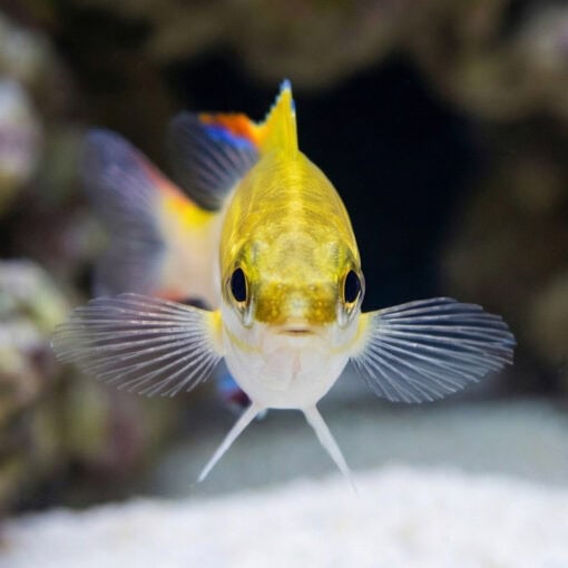 Two-Lined Monocle Bream - Image 2