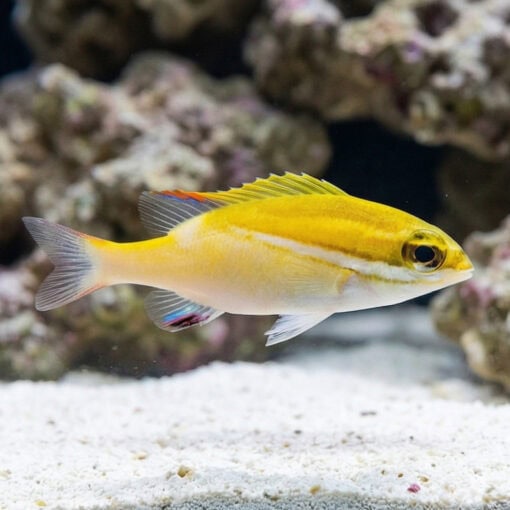 Two-Lined Monocle Bream - Image 3