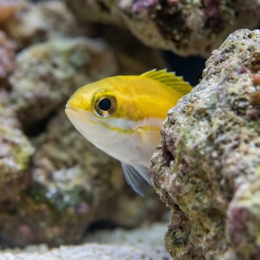 Two-Lined Monocle Bream - Image 4