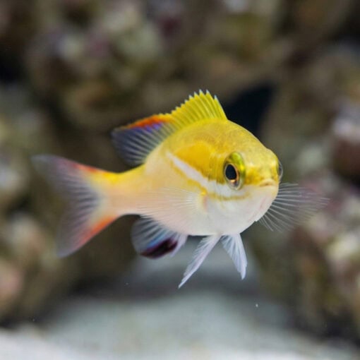 Two-Lined Monocle Bream - Image 5