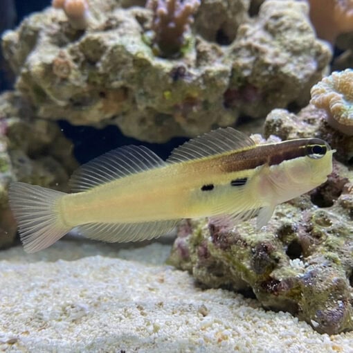 Two Spot Blenny