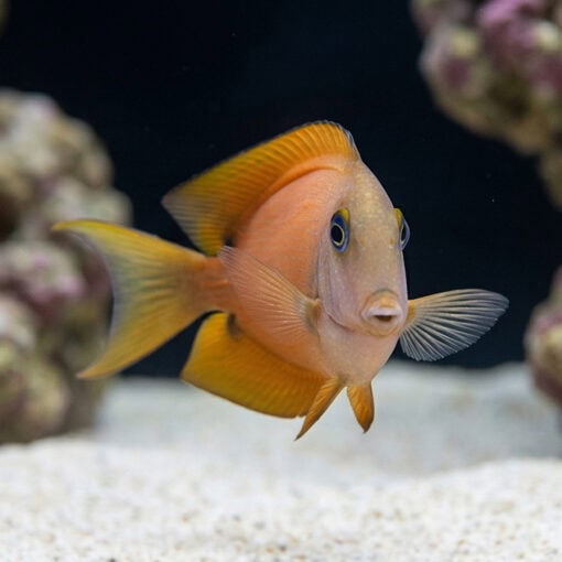 Blue Eyed Tang - Image 2