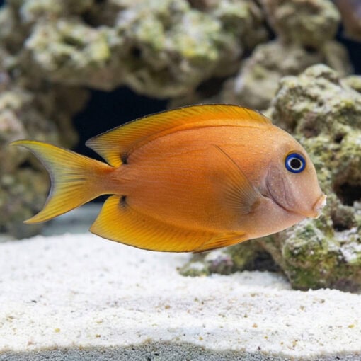 Blue Eyed Tang - Image 3