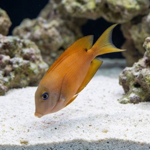 Blue Eyed Tang - Image 4