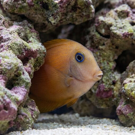 Blue Eyed Tang - Image 5