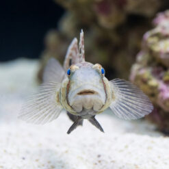 Alternative view of 4-Wheel Drive Goby