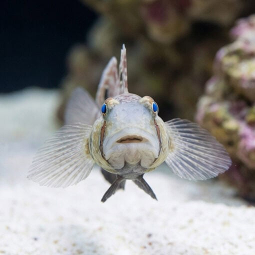 4-Wheel Drive Goby - Image 2