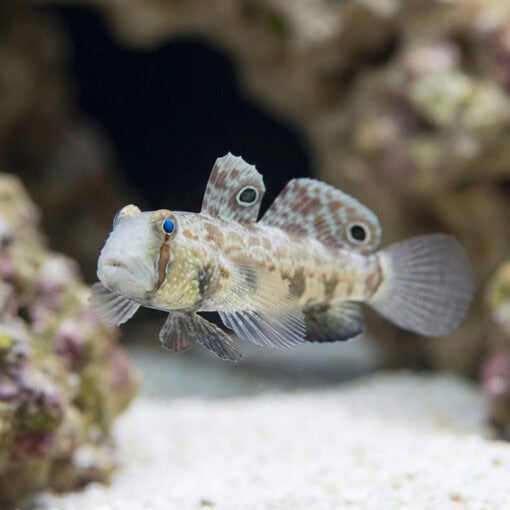 4-Wheel Drive Goby - Image 3