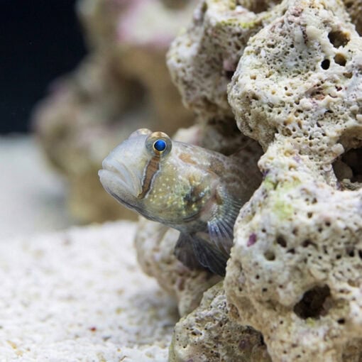 4-Wheel Drive Goby - Image 4